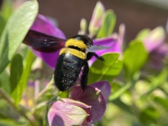 Xylocopa caffra