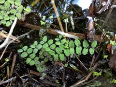 Salvinia natans