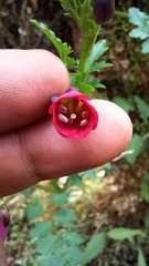 Cardamine picta