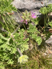 Pelargonium capitatum