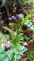 Cardamine picta