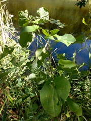 Aristolochia clematitis
