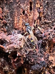 Crossocerus subulatus