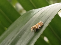 Lophopinae