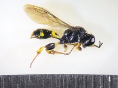 Crossocerus subulatus