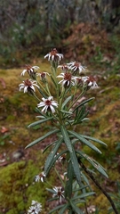 Linochilus rupestris