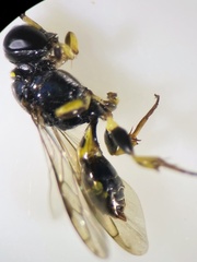 Crossocerus subulatus