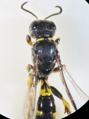 Crossocerus subulatus