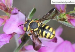 Pseudoanthidium ludingense