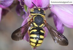 Pseudoanthidium ludingense