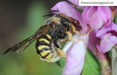 Pseudoanthidium ludingense