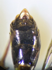 Crossocerus subulatus