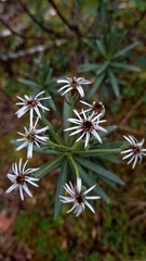 Linochilus rupestris