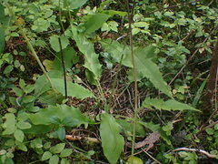 Hieracium lepidulum