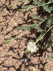 Dalea albiflora