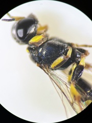 Crossocerus subulatus