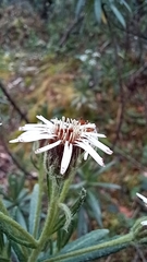 Linochilus rupestris