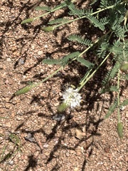 Dalea albiflora