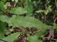 Hieracium lepidulum