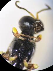 Crossocerus subulatus