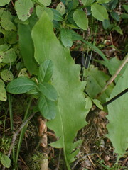Hieracium lepidulum