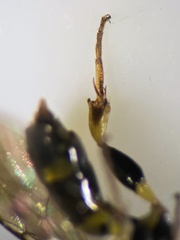 Crossocerus subulatus