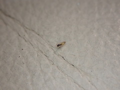 Tapinoma melanocephalum