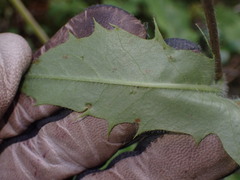 Hieracium lepidulum