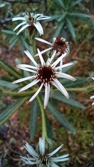 Linochilus rupestris