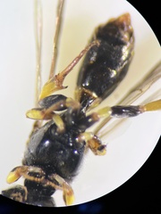 Crossocerus subulatus