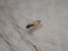 Tapinoma melanocephalum