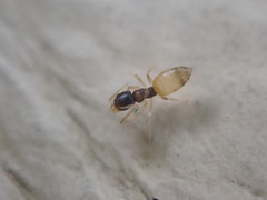 Tapinoma melanocephalum