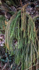 Phlegmariurus