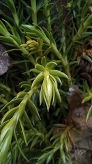 Phlegmariurus