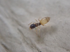 Tapinoma melanocephalum