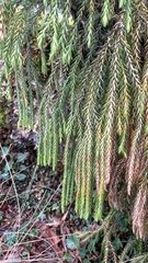 Phlegmariurus
