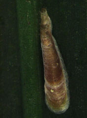 Lepidosaphes pallida