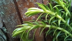 Phlegmariurus