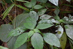 Impatiens walleriana