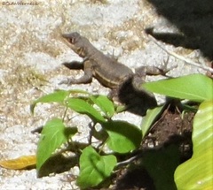 Tropidurus