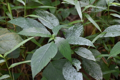 Impatiens walleriana