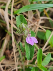 Rostellularia adscendens