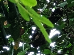 Eudynamys scolopaceus