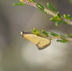 Microbela epicona
