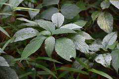 Impatiens walleriana