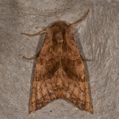 Phlogophora periculosa