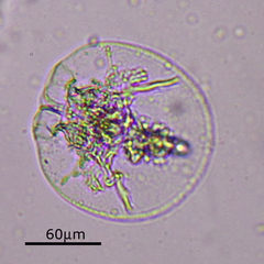 Testudinella