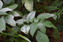 Impatiens walleriana
