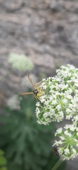 Polistes gallicus