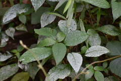 Impatiens walleriana